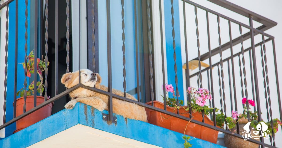 Trapped on a Balcony in the Heatwave: Dog Rescued After Hours Without Food or Water