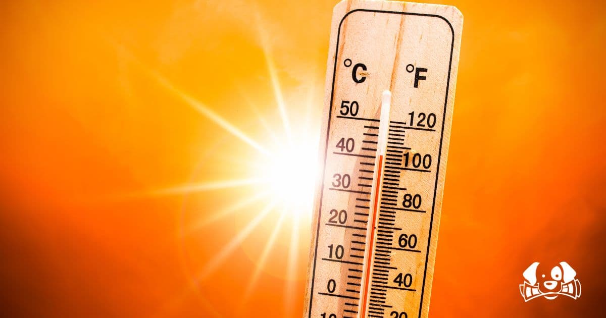 Shaving Your Dog in Summer? A Dangerous Myth That Could Harm Them