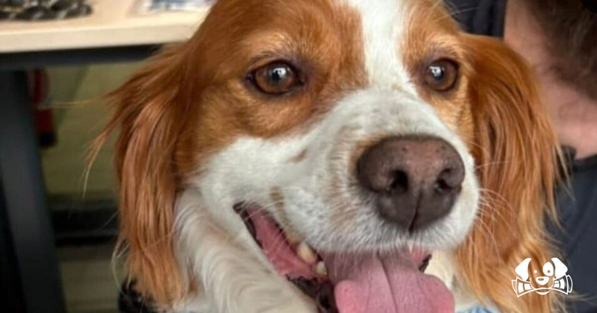 Paris Teen Abandons Dog Just 48 Hours After Adoption