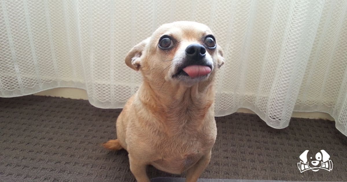 This Tiny Chihuahua Saved His Owner’s Life After a Fall Into a Glacier Crevasse