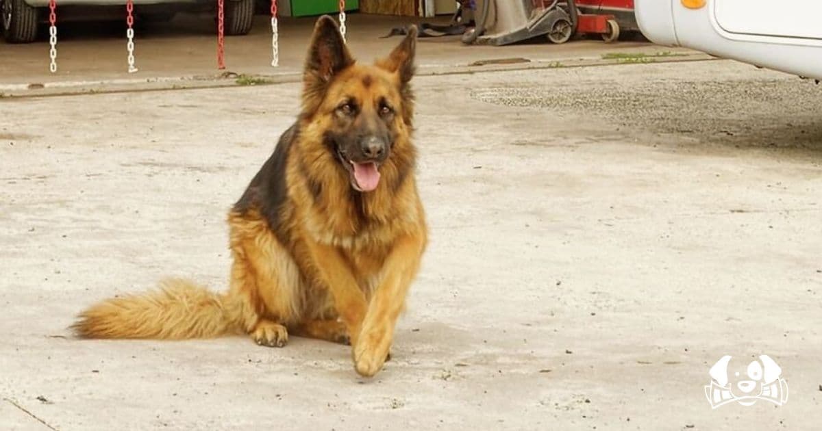 Horror on the Road: Man Drags Dead Dog Behind Car—Internet Responds with Fire and Fury
