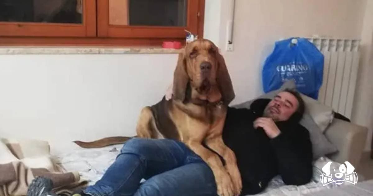 Hero Police Dog Killed with Nail-Laced Sausages: Trainer Vows Justice