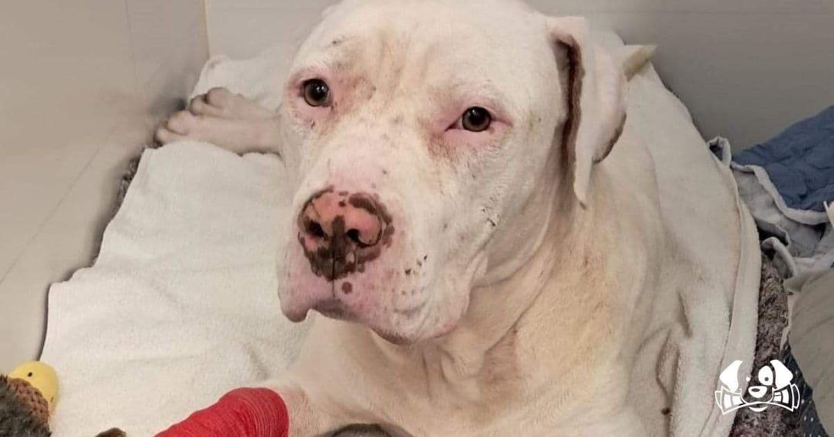 He Fought to Live. Now He Waits Alone: The Heartbreaking Story of Ángel the Dog