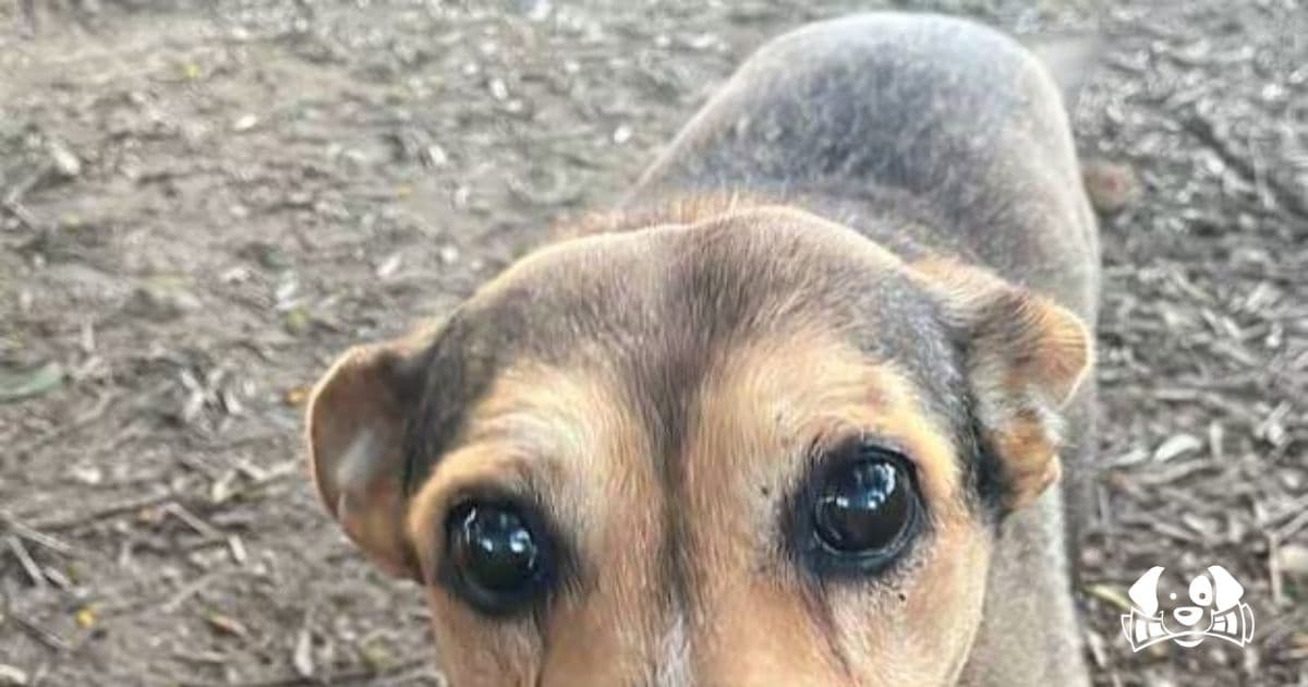 Tied to Train Tracks: 14-Year-Old Dog Brutally Killed in Italy in ‘Vile Crime’