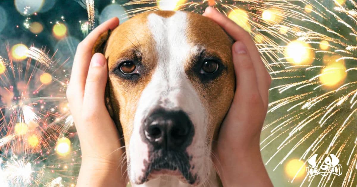 Fireworks and Pets: How to Keep Your Dog or Cat Calm and Safe During Explosive Events