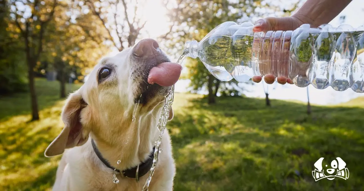 Vets Warn: This Subtle Sign in Dogs and Cats During Hot Weather Could Save Their Lives