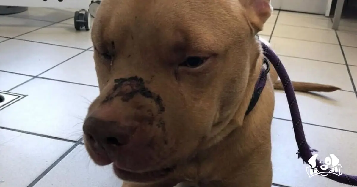 Man Who Brutally Beat Two Dogs Sentenced to Prison