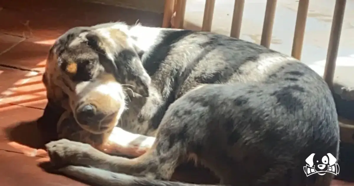 “Someone Came Just to Hurt Him”: Balou the Dog Dies After Acts of Barbaric Torture