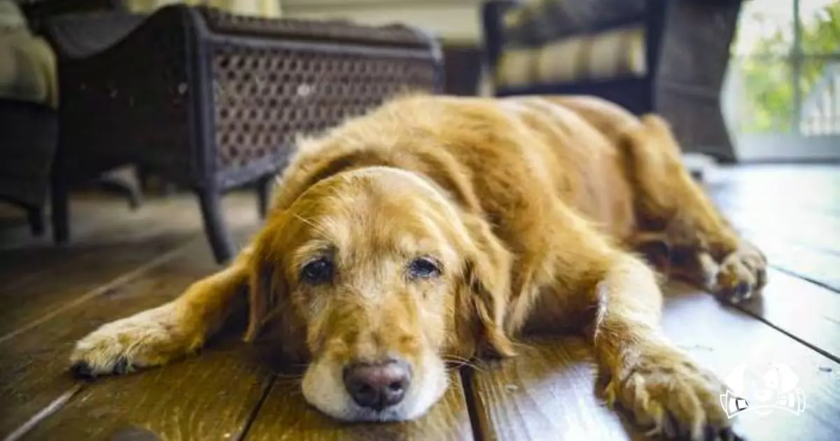 Three Dogs Die in Boarding Kennel Employee’s Van in Nantes: Owners File Complaints