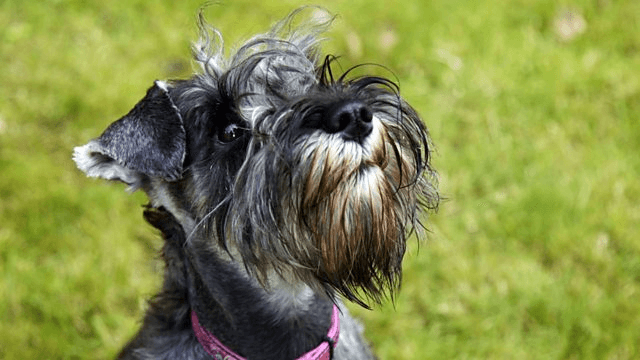 Un chien jeté d’un immeuble lance un appel à la solidarité pour ses soins urgents