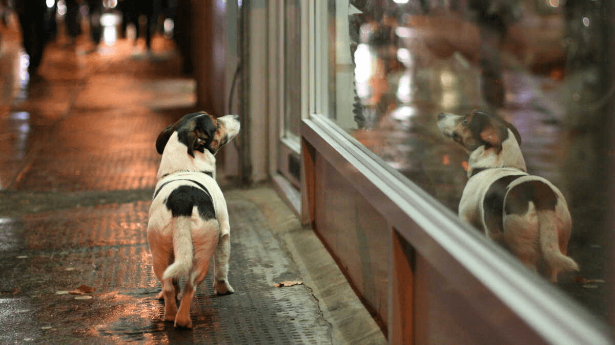 Attention à la nouvelle arnaque affective du « chien perdu »