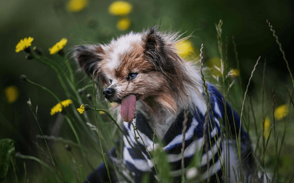 Lazare, l’épagneul papillon de plus de 30 ans, s’éteint en Haute-Savoie