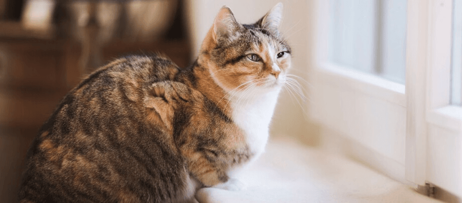 Poitiers : Un chat survit seul dans un appartement pendant deux ans