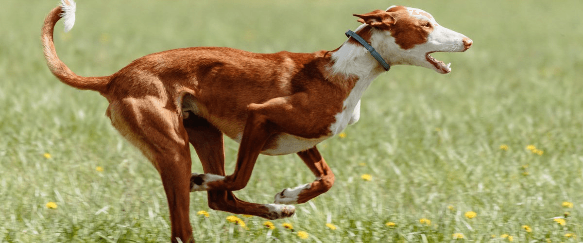 Deux chasseurs condamnés pour la mort cruelle de leur chien