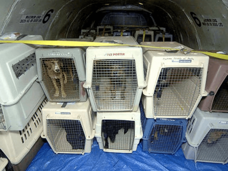 Relocating Your Dog from New York to Hong Kong Without Cargo Travel: A Practical Guide