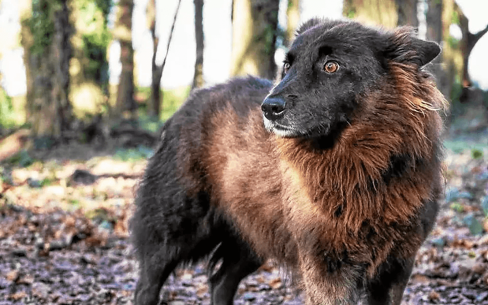 Grizzly, un chien récemment adopté a mystérieusement disparu