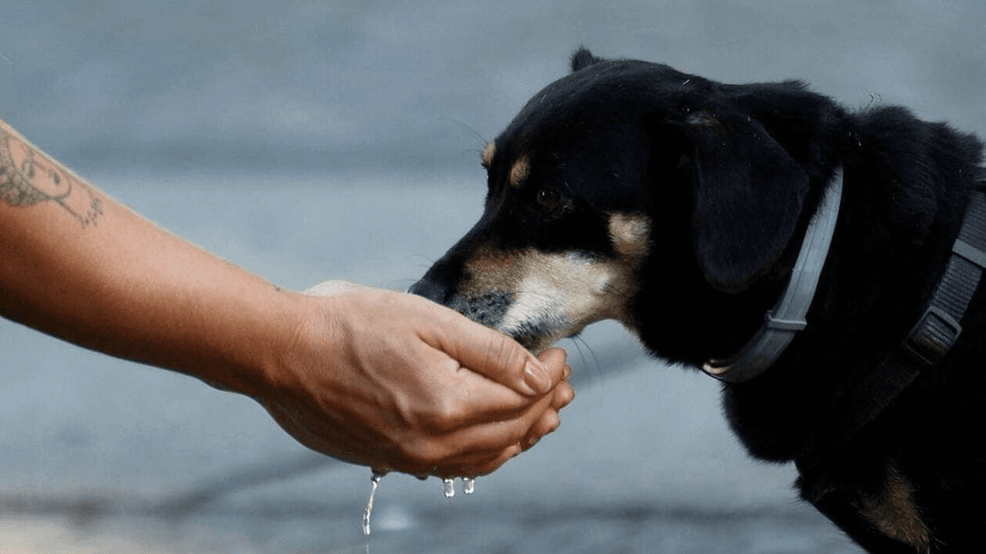 Canicule : chez les chats et les chiens, le coup de chaleur peut être fatal