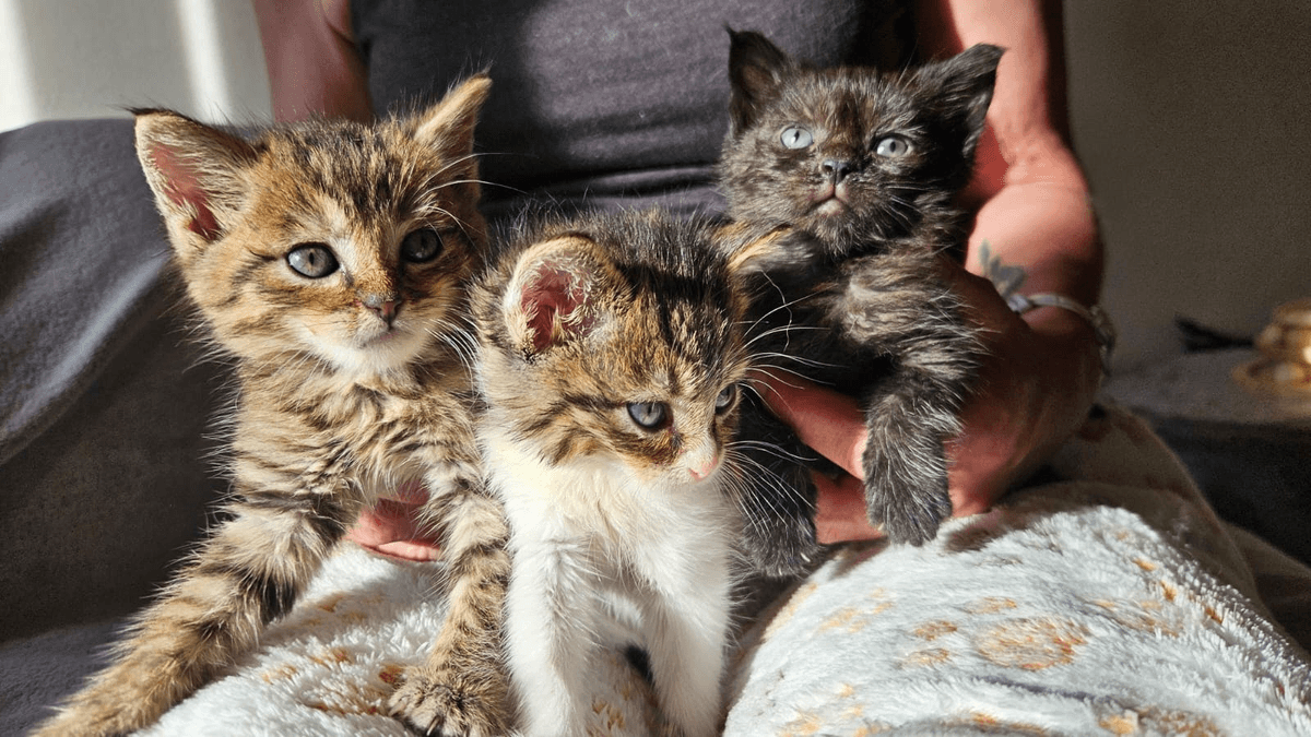 À Romont, trois chatons retrouvés dans un sac-poubelle relancent l’alerte sur les abandons et la stérilisation