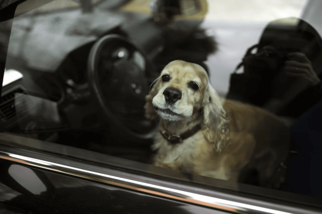 Nanterre : une fan va au concert en laissant son chien dans sa voiture en plein soleil