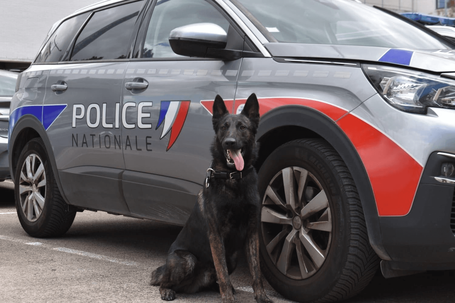 Promenade de chien sans laisse à Paris : un usager conduit au commissariat et porte plainte contre la police