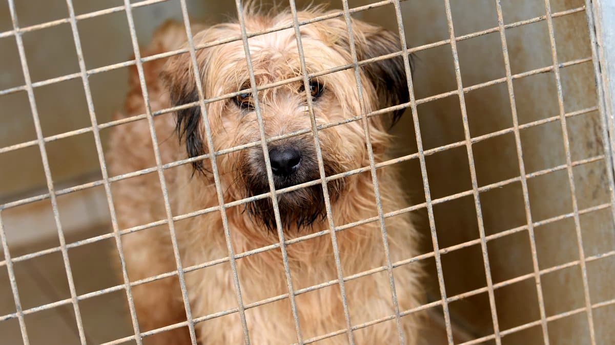 Deux chiens et un chat pris en charge après un sauvetage délicat
