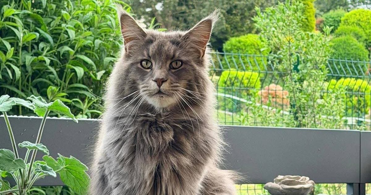Un chat de 3 ans retrouvé pendu en Savoie