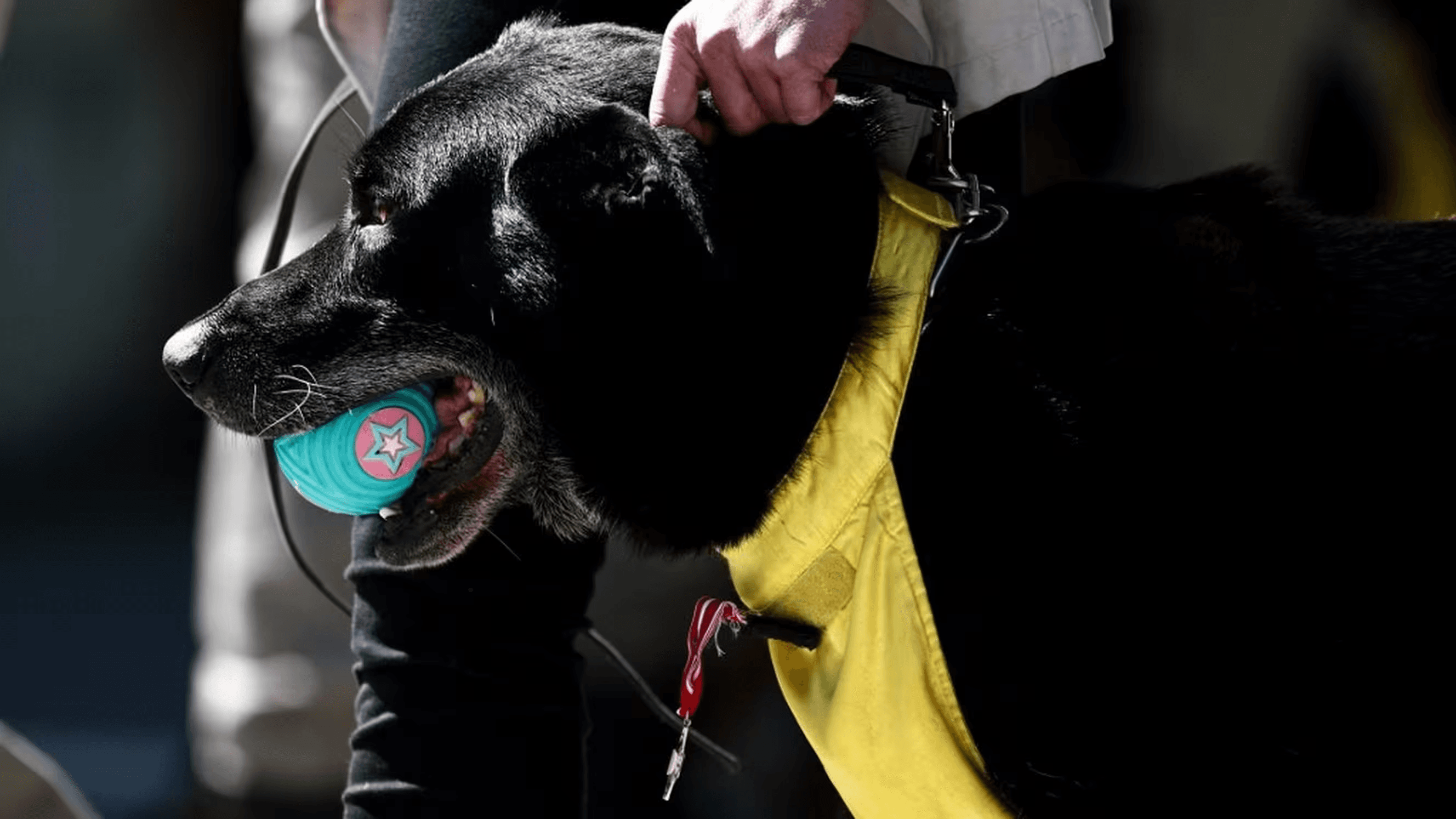 Ros, le chien héros du sergent Anicet Girardin : un nouveau départ après le combat