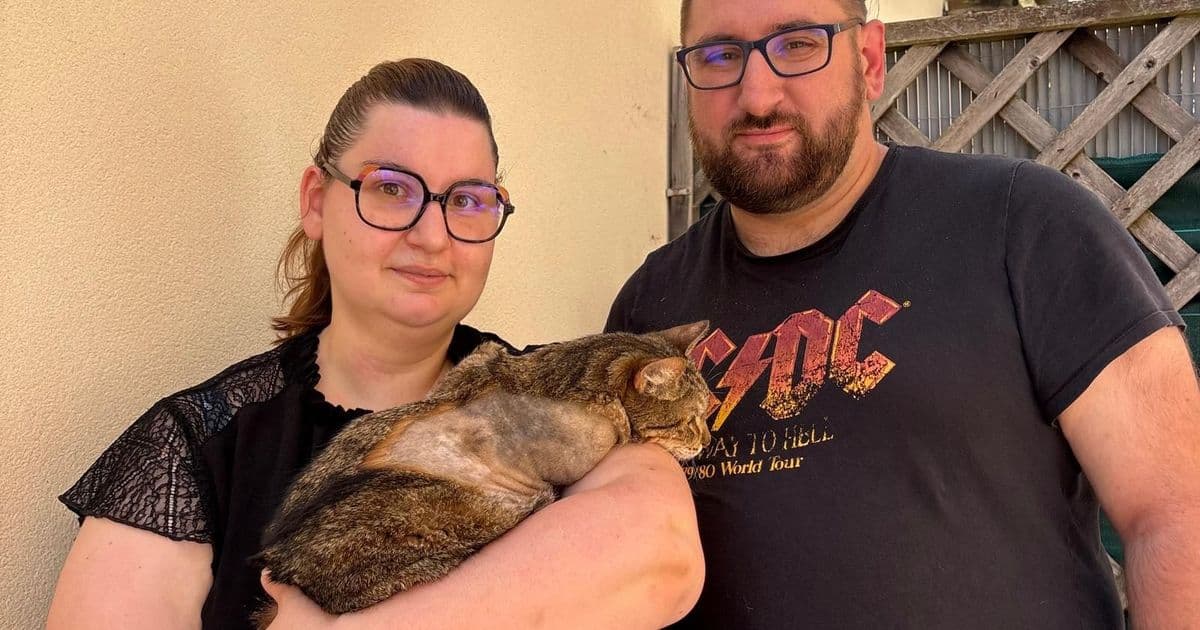 Dordogne : Deux chats victimes de tirs, un drame qui choque les habitants