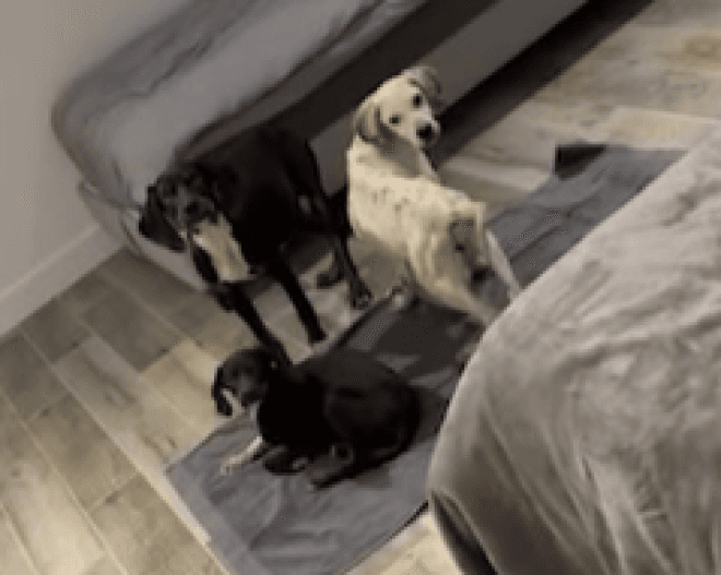 Inoxtag, le youtubeur au grand cœur : son geste héroïque pour sauver trois chiens abandonnés