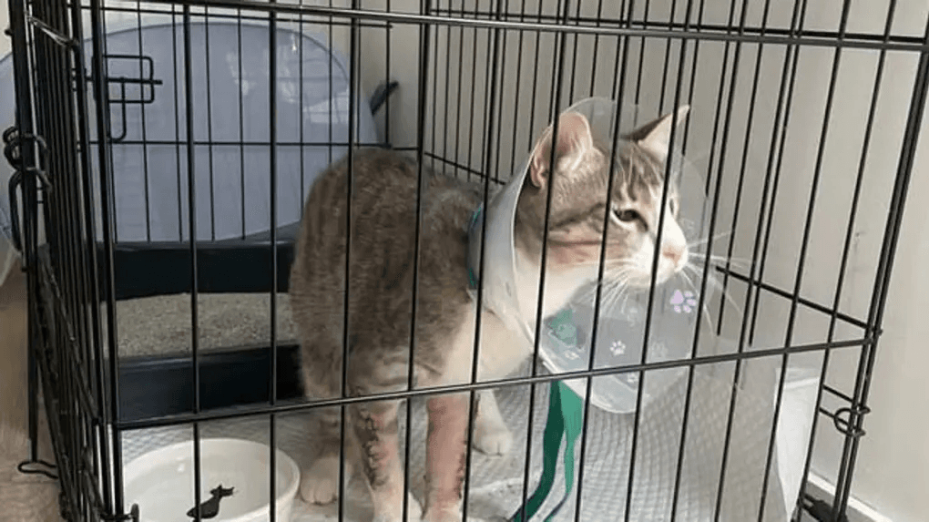 Un élan de solidarité exceptionnel pour Argo, le chat abandonné dans une poubelle à Tours