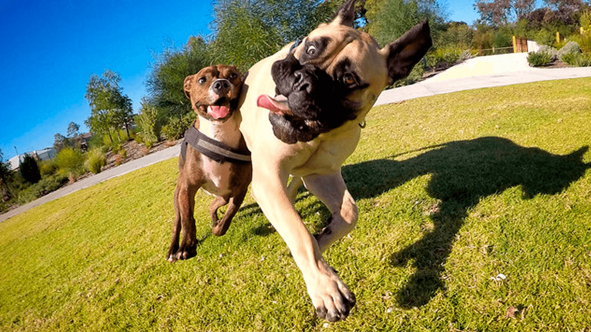 Pourquoi mon chien fait-il cela ? Comprendre les comportements canins au quotidien