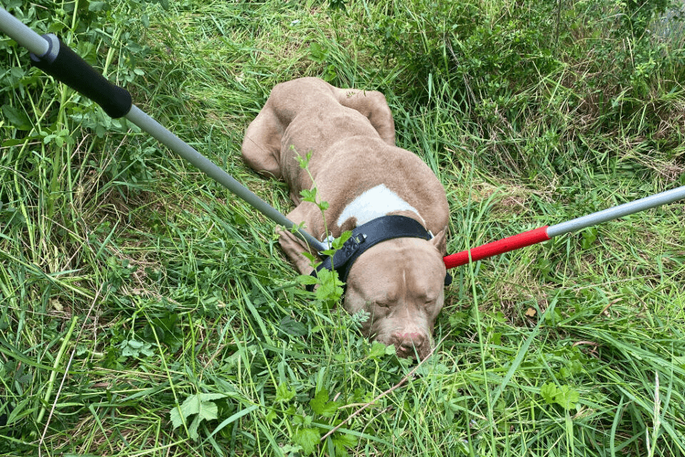 Un American Bully sauvé in extremis après avoir été coincé sur les rails