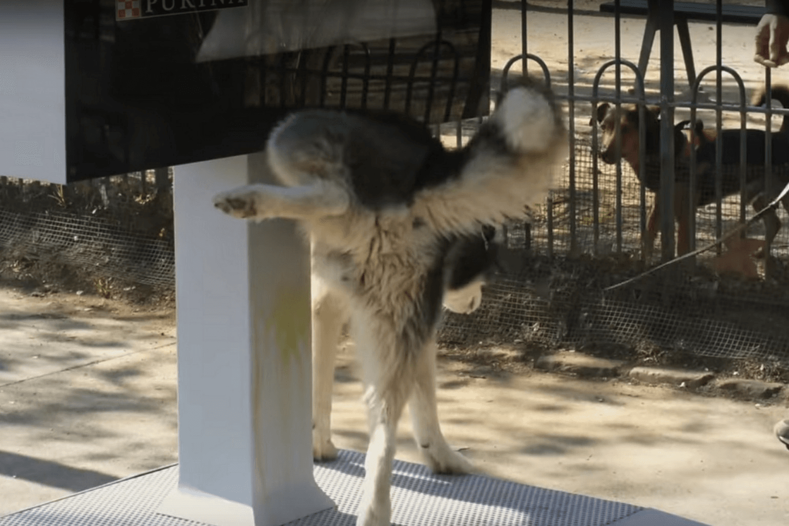 Pourquoi il est crucial d’éviter que votre chien urine sur les lampadaires en ville