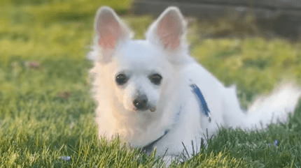 Un chien de 11 ans en pleine forme a-t-il été conduit à l’euthanasie pars ses maîtres ?