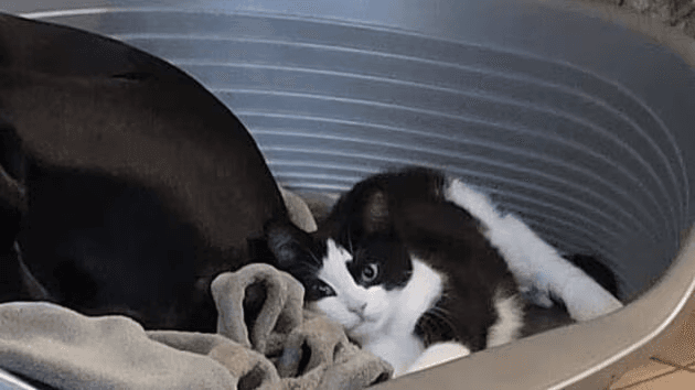 Tragédie après une stérilisation : le chaton Kékette décède suite à une erreur vétérinaire