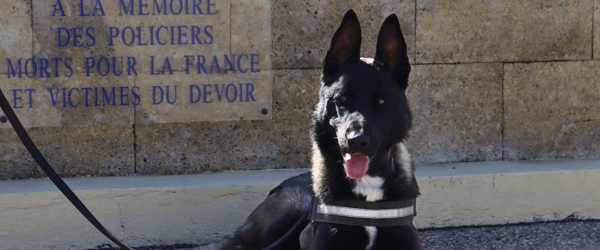De la SPA à la Police: Jim, le nouveau malinois aux missions d’élite