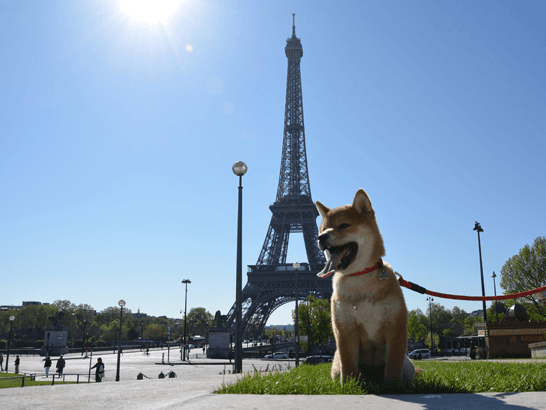 Vivre avec un chien à Paris : maîtriser les règles et astuces pour des balades sans stress