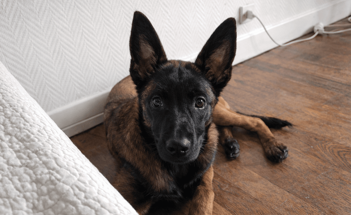 L'homme accusé d’avoir traîné un chien à Reims à été relaxé