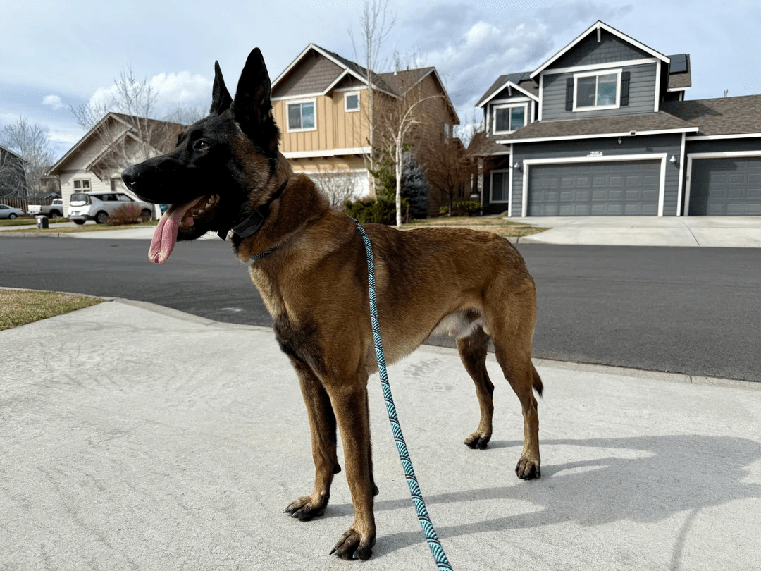 Pet Alert : un élan de solidarité pour retrouver un chien égaré sur l’autoroute